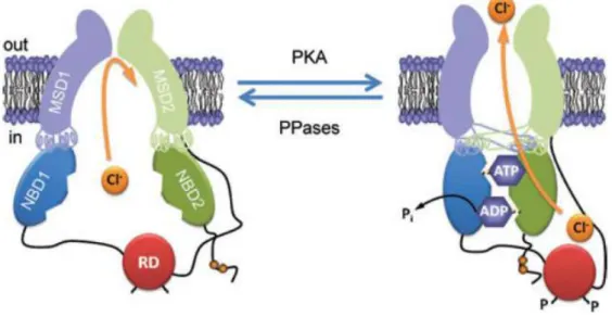 Figure  I.2.6  –  Conformational  changes  of  the  CFTR  Cl −   channel  during  channel  gating