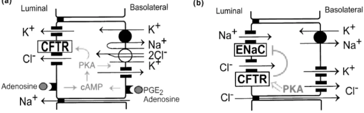 Figure  I.2.7  -  Cell  models  of  the  mechanism  of  electrolyte  secretion  and  electrolyte absorption in the airway and intestinal epithelia