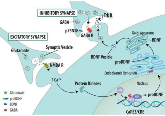 Figura 3  – Representação da síntese de BDNF. O neurônio pré-sináptico secreta o glutamato  na fenda sináptica, que se liga ao receptor NDMA e estimula o influxo de Ca 2+ , promovendo a  fosforilação da CREB que ativa a transcrição do pró-BDNF e posteriorm