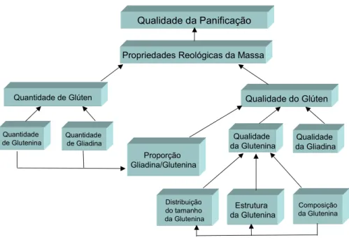 Figura 5. Fatores que regem a qualidade da panificação e propriedades reológicas da massa  panificável