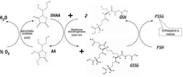 Figura 7. Oxidação do ácido ascórbico pelo oxigênio e da GSH pelo DHAA e mecanismo de  formação do PSSG