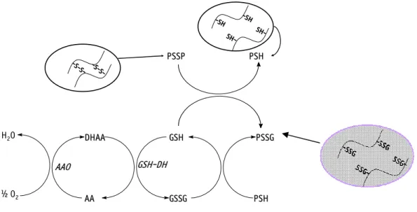 Figura 11. Reações propostas para explicar o efeito melhorador do ácido ascórbico de acordo  com a hipótese de Grosch