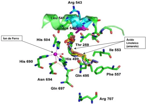 Figura 13. Modelo do ácido linoléico na estrutura do sitio do ferro na LOX. 