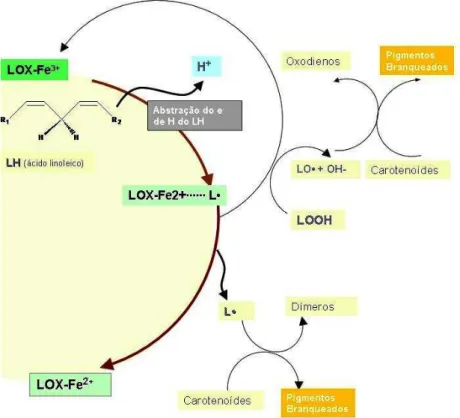 Figura 16. Mecanismo proposto para branqueamento anaeróbico de carotenóides durante a oxidação  de ácidos graxos pela Lipoxigenase