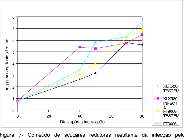 Figura 7- Conteúdo de açúcares redutores resultante da infecção pelo  fitoplasma, em dois híbridos de milho, XLX 520 (suscetível) e  FT9006 (resistente)