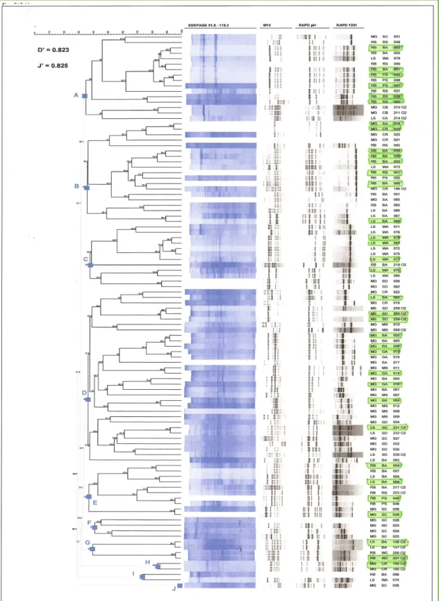 Figure   1   –   Dendrogram   corresponding   to   the   evaluation   of   the   PCR   fingerprinting   profiles   obtained   with   primers   csM13,   PH    and    1281    and    the    total    cellular    protein    profiles    of    the    isolates    