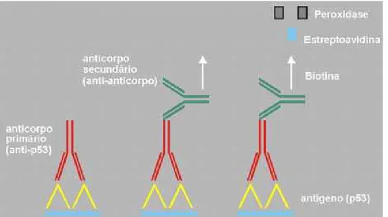 Figura 4. Modelo esquemático da reação imunoistoquímica. 