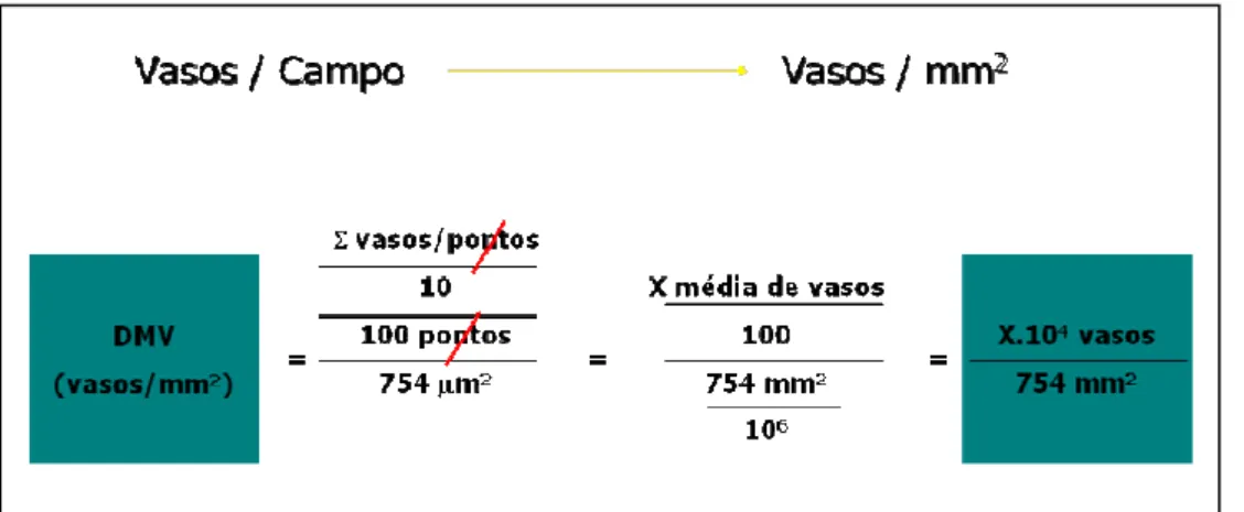 Figura 6 – Equação de conversão das unidades vaso/campo para vasos/mm 2