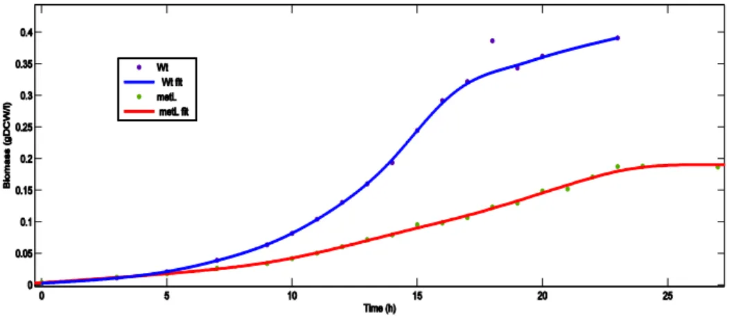 Figure 1 – Growth curves for the wild-type and ΔmetL strain, with the respective smoothing spline fits