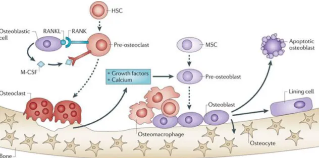 Figure 2 – Representation of bone remodeling 