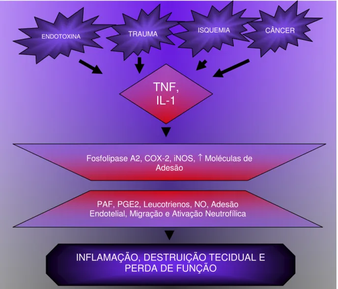 Figura 4: Interação dos mecanismos na cascata inflamatória. 