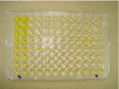 Figura 8: Placa de 96 poços para ELISA com os respectivos poços de Padrão, Branco e Amostra  após a adição de Ácido Sulfúrico