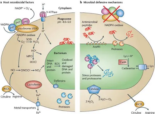 Figura  1.  O  arsenal  microbicida  dos  fagócitos  contra  os  mecanismos  de  defesa  dos  microrganismos