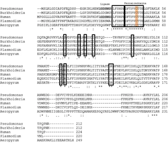 Figura  6.  LsfA  pertence  à  subfamília  Prx6  das  peroxirredoxinas.  Alinhamento múltiplo  de  diferentes  sequências  da  subfamília  Prx6  utilizando  o  programa  ClustalW