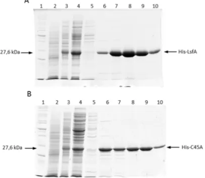 Figura  7.  Expressão  e  purificação  das  proteínas  recombinantes  (A)  His-LsfA  e  (B)  His- His-C45A