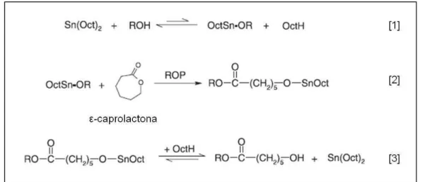 FIGURA  12  –   Mecanismo  de  abe rtura  do  anel  da  ε -caprolactona.  [1]  formação  de  um  complexo  a  partir  da  mistura  do  Sn(Oct) 2   e  um  composto  contendo  hidrogênio  ativo  (ROH)  gerando  um  alcóxido  (iniciador  da  reação)