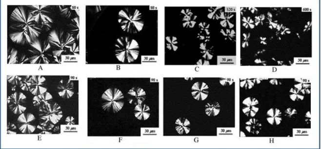 FIGURA 18 - A imagem por Microscopia óptica polarizada apresenta as micrografias do  PCL  cristalizado  a  38 0 C  em:  (A)  LPCL,  80s;  (B)  2LPCL,  80s;  (C)  &gt; 