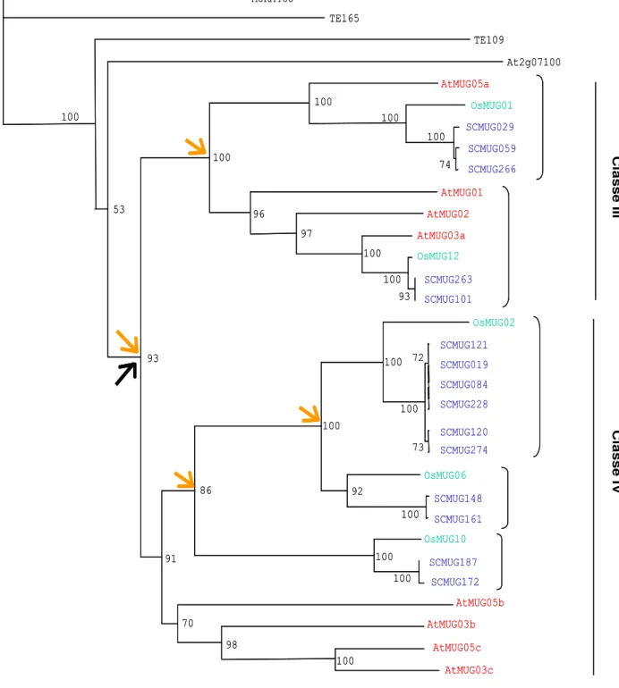 Figura 5. Árvore filogenética dos genes  MUSTANG em gramíneas. Árvore publicada por Saccaro-Jr  et  al