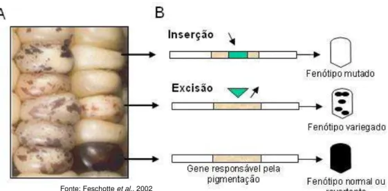 Figura 1. (A) Grãos de milho apresentando fenótipo variegado devido à atividade  de um elemento de transposição