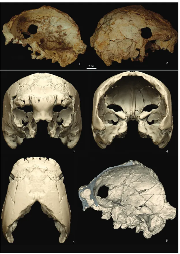 Figura 2 – O crânio original Aroeira 3, completamente restaurado, vista endocraniana (1) e lateral (2)