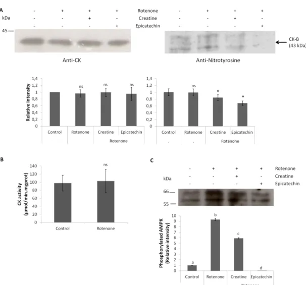 Figure  3.8:  CK  and  AMPK  activity  in  CGN  after  incubation with  rotenone.  (A)  Western  blot analysis of CGN lysates did not show significant differences in the level of CK as well as in  anti-nitrotyrosine  labelling  of  the  protein  band  corr