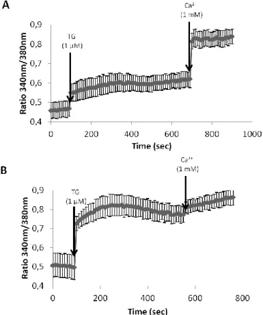 Figure 3.15: Rotenone induces functional impairment of SOCE in CGN. Kinetic traces of  the  ratio  340/380  of  fura  2-AM-loaded  CGN  after  the  additions  indicated  in  the  figure