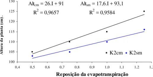 Figura 6 - Variação da altura do tomateiro aos 80 dias após o transplante (DAT) no tratamento  K2, com (cm) e sem mulching (sm), em função da reposição da evapotranspiração, em  Piracicaba - SP 