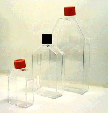 Figura 5. Amplificação das culturas celulares: a intervalos, a suspensão de  células é transferida para uma garrafa com maior área