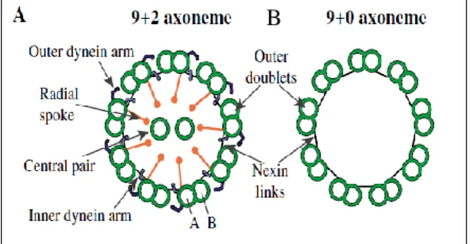 Figure 1.3 – Transversal views of the axoneme organisation. 