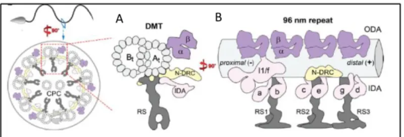 Figure 1.4 –  Cilia ultrastructure and dynein placement in the axoneme in  a transversal and longitudinal view