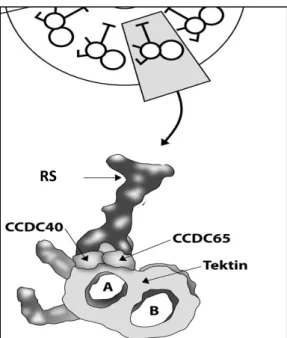 Figure 1.8 – Relative position of the CCDC40 protein  within the motile cilia. 