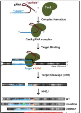 Figure 1.10 – Knockout generating process using  CRISPR-Cas9 system. 