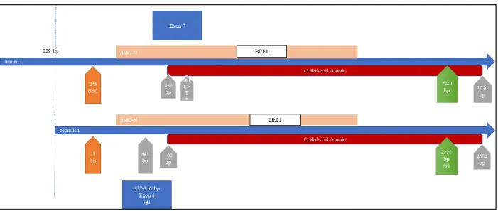 Figure 1.11 – Human and zebrafish ccdc40 cDNA sequence alignment. 