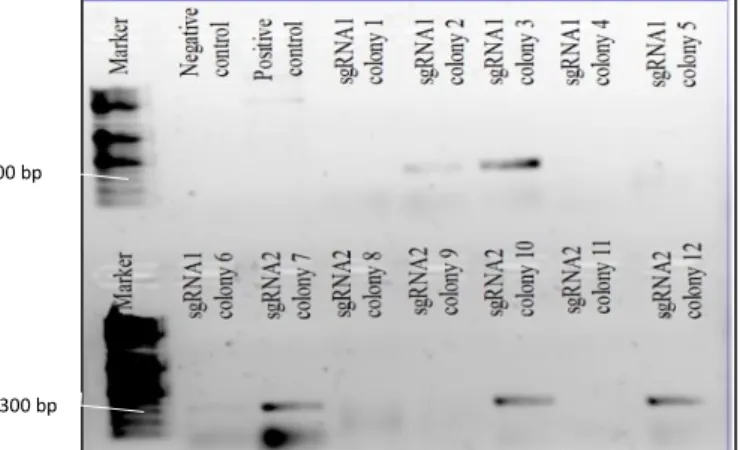 Figure 3.2  – pDR274 linearization with HindIII.  