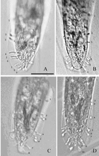 Fig. 2: light microscope photograph of male posterior region showing  bursal  papillae