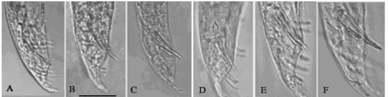 Fig. 5: alignment of ITS1 sequences from Heterorhabditis species LPP1, LPP2, LPP3, Heterorhabditis hawaiiensis and Heterorhabditis indica