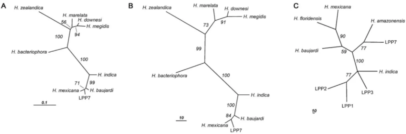 Fig. 6: phylogenetic analysis of Heterorhabditis species. A: maximum likelihood (ML) unrooted tree of ITS1 sequences, using a likelihood score  of 1 nl = 1747.8; B: maximum parsimony (MP) unrooted tree of ITS1 sequences, the best tree score found is 258