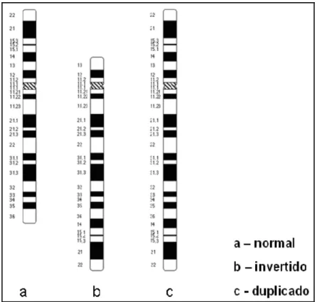 Figura  22  –  Idiogramas  representando,  em  padrão  de  bandas  G,  os  cromossomos 7, inv(7) e dup(7)