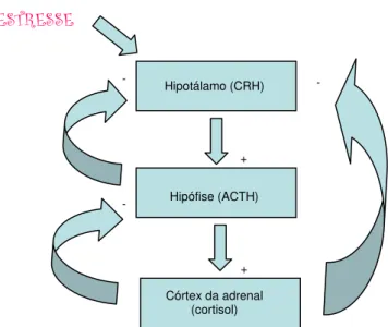 Figura 2.1- Ação do cortisol no eixo hipotálamo – hipófise – adrenal 