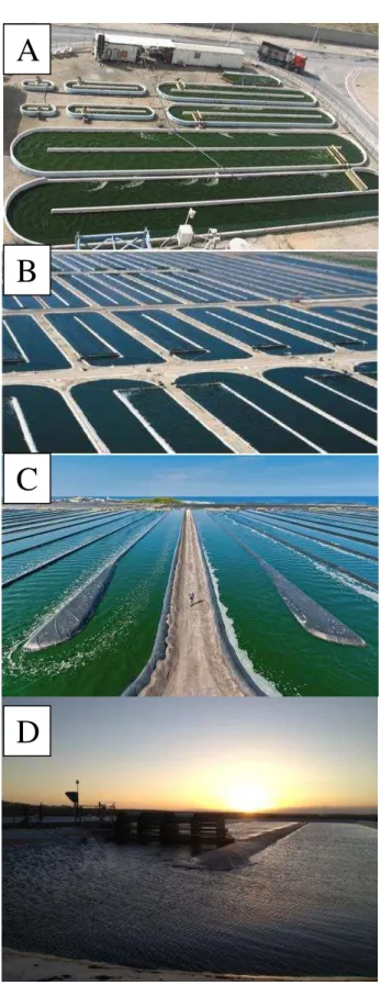 Figura 2: Exemplos de cultivos abertos de microalgas. (A) Empresa Seambiotic em Israel 5 , (B) Empresa Earthrise  na Califórnia, EUA 6 , (C) Empresa Cyanotech no Havaí 7 , (D) Empresa Sapphire no Novo Méxiso, EUA 8 