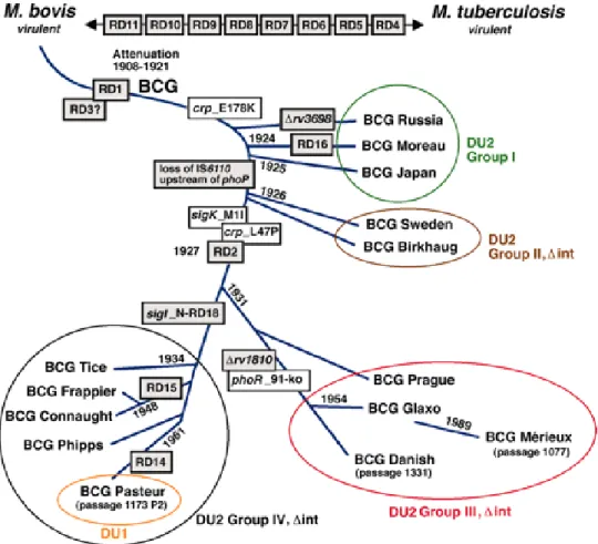 Figura  1  –   Filogenia  genética  das  subcepas  de  BCG.   A  comparação  genômica  entre  M