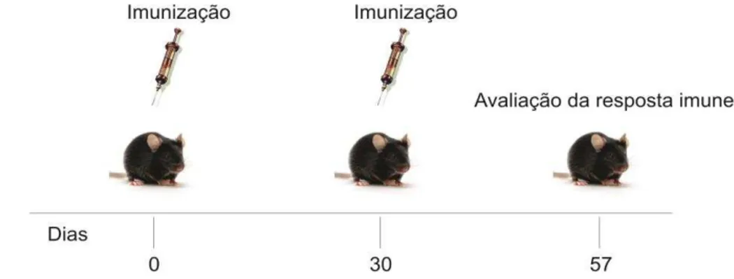 Figura  12  –   Representação  esquemática  do  ensaio  de  avaliação  da  resposta  imune  induzida  pelo  rBCG::pMIPSto  e  rBCG::pLA71Sto