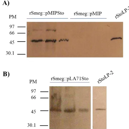 Figura  16  – Western  blot  de  rSmeg::pMIPSto  e  rSmeg::pLA71Sto. A)  extrato  proteico  de  rSmeg::pMIPSto  –   3  clones;  M