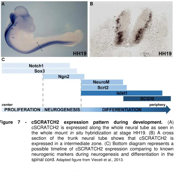Figure  7  -  cSCRATCH2  expression  pattern  during  development.  (A)  cSCRATCH2  is  expressed  along  the  whole  neural  tube  as  seen  in  the  whole  mount  in  situ  hybridization  at  stage  HH19