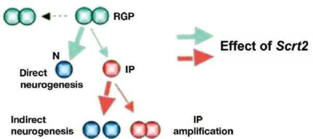 Figure  8  -  Schematic  illustration  of  m Scrt2   overexpression  effect  in  neural  progenitors cells