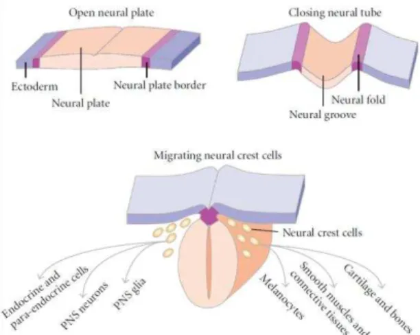 Figure 1 - Neurulation process. The neural plate bends forming the neural groove  and the  neural fold