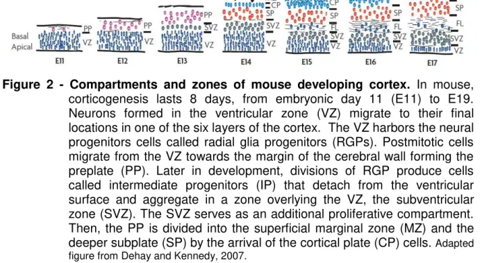 Figure  2  -  Compartments  and  zones  of  mouse  developing  cortex.  In  mouse,  corticogenesis  lasts  8  days,  from  embryonic  day  11  (E11)  to  E19