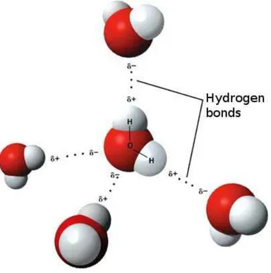 Figura 10 - Ligações de hidrogênio entre moléculas de água  (38). Cada molécula de água pode se ligar a  outras quatro moléculas de sua vizinhança.
