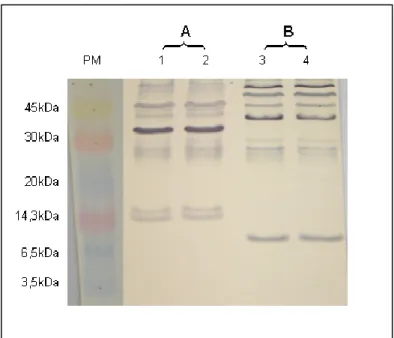 Figura 3. Western blotting realizado após separação eletroforética do extrato  antigênico (H37Rv) em gel de poliacrilamida 15%, reatividade com soros (1/100) de  pacientes com diferentes perfis sorológicos (A e B) e formas de tratamento do  antígeno: 1 e 3