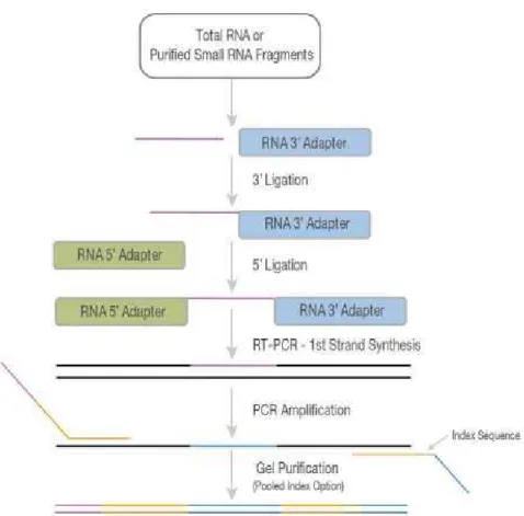 Figura  3  - Processo  de  Preparação  da  Biblioteca  de microRNAs mediante  o  uso  do  Kit  Illumina  TruSeq  smallRNA  Sample  Prep  (Adaptado  do  protocolo  da  Illumina:  Truseq  Small  RNA  Sample  Preparation Guide) 